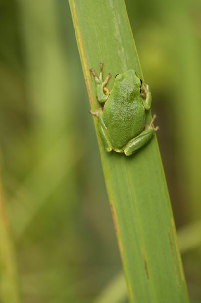 Les Rainettes « a capella » au marais de Montceaux l’étoile